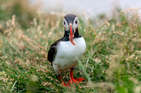 Puffins