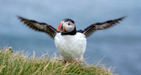 Nature/Wildlife